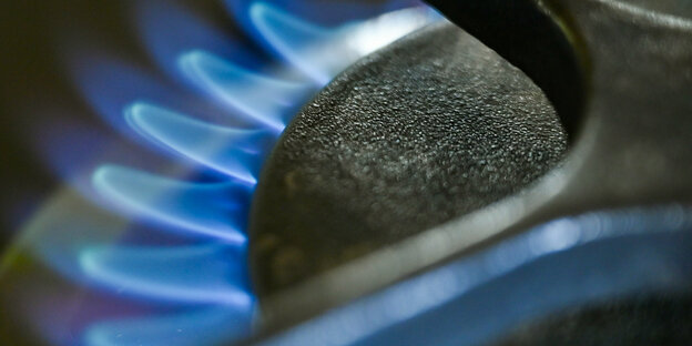 Blue gas flames from a stove