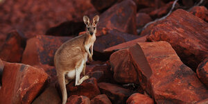 Ein Känguru auf roten Felsen
