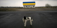 schwarz-weißer kleiner Hund vor einem alleinstehenden Haus, das Dach ist in blau-gelb, den Farben der Ukraine, gestrichen
