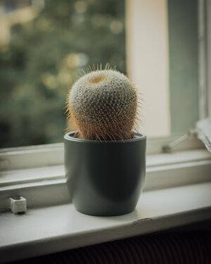 Ein Kaktus am Fenster