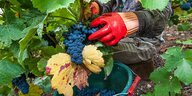 Ein Hand in einem roten Schutzhandschuh erntet blaue Trauben