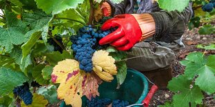 Ein Hand in einem roten Schutzhandschuh erntet blaue Trauben