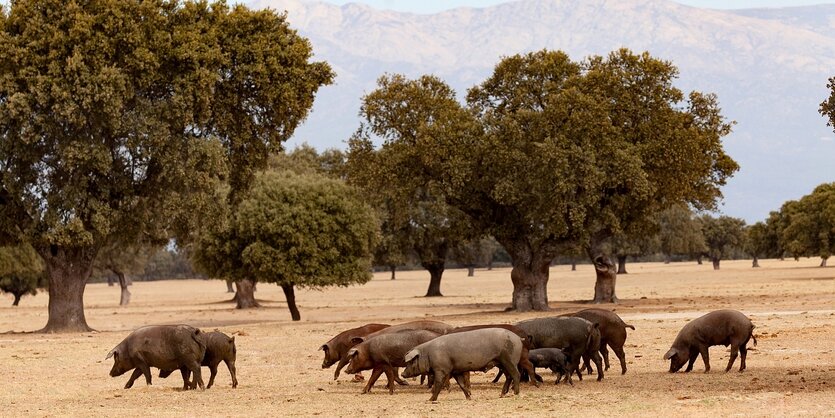 Schweine zwischen Eichen