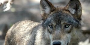 Ein ausgewachsener grauer Wolf blickt in die Kamera