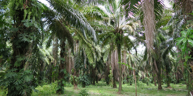 Eine Palmöl-Plantage in Honduras