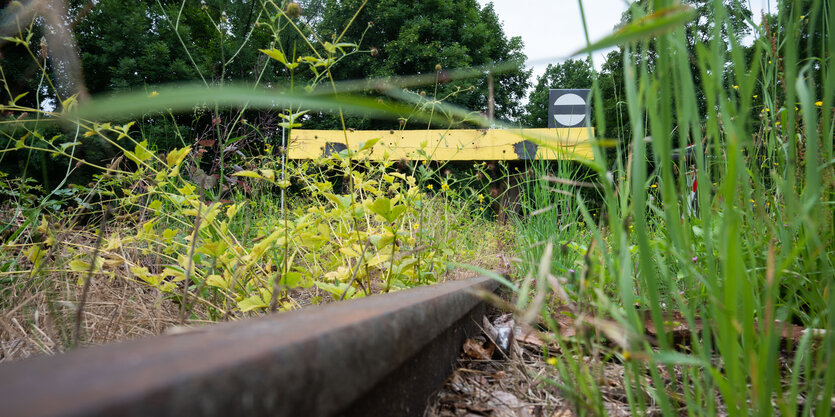 Bahngleise werden von Pflanzen überwuchert