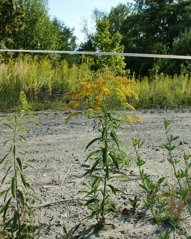 Eine Goldrute vor einem Sandweg, mehr Pflanzen im Hintergrund