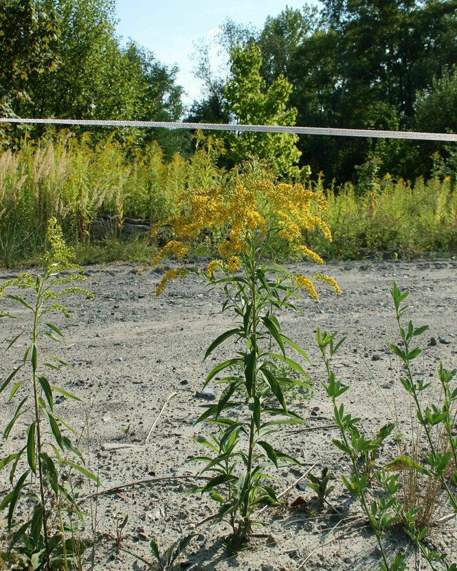 Eine Goldrute vor einem Sandweg, mehr Pflanzen im Hintergrund