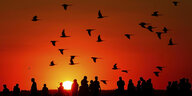 Vögel in der Luft, Menschen am Boden, blutroter Sonnenuntergang