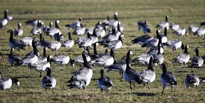 Viele Nonnengänse auf einer Wiese beim futtern. Es sind wohl zu viele. Sage die Landwirte in Schleswig-Holstein. Sie fordern: Mehr Nonnengänse jagen, also abschießen.