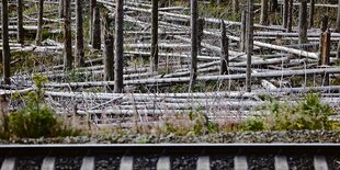 Totholz liegt am Brocken im Wald herum.