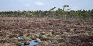 In einer Moorlandschaft wachsen Fichten vor blauem Himmel