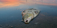 Ein toter Fisch in der Oder