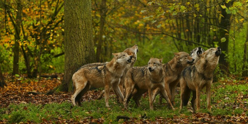 Ein Wolfsrudel steht im Wald