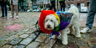 Ein kleiner weißer Hund trägt eine Fahne in Regenbogenfarben um den Hals