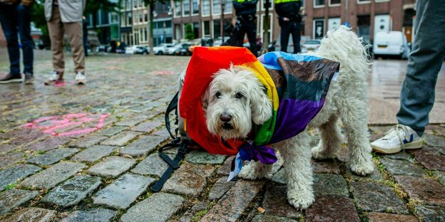 Ein kleiner weißer Hund trägt eine Fahne in Regenbogenfarben um den Hals