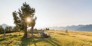 Sonnenbeschienene Wiese mit Baum