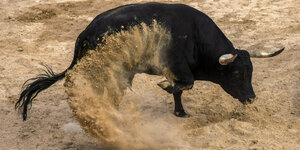 Ein Stier beim Kampf in Aktion