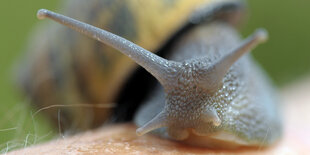 Eine Weinbergschnecke kriecht auf einem Arm.