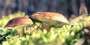 Zwei Maronenröhrlinge stehen in einem Wald