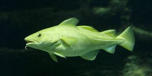 Ein grünlich schimmernder Kabeljau schwimmt im Meer