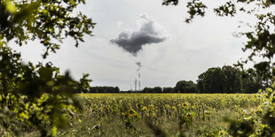 Im Fordergrund ein Fedlmit Sonnenblumen, weit hinten ist das Kohlekraftwerk Jänschwalde in der Lausitz zu sehen