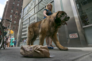 Eine Hundebesitzerin läuft mit ihrem großen Hund durch New York.