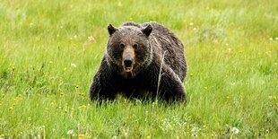 Ein Grizzlybär stehtauf einer grünen Wiese