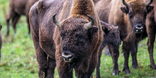 Wisente stehen auf einer Wiese im großen Gehege der «Wisent-Wildnis» im Rothaargebirge