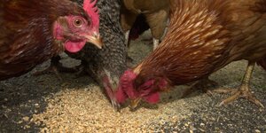 Hühner picken auf einem Bauernhof in Oberbayern eine Handvoll Getreide vom Boden auf.