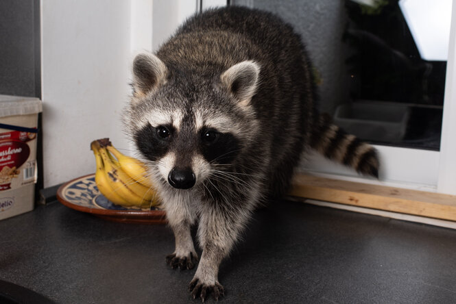 Ein Waschbär kommt zum Fenster ren