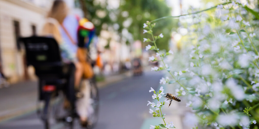 Neben einer blühenden Blume fährt im Hintergrund eine Radlerin mit einem Kind im Kindersitz hinter sich