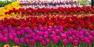 Tulpen in verchiedenen Farben stehen ordentlich aufgereiht in einem Beet