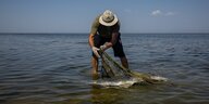 Ein Wissenschaftler fischt einen toten Delfin mit einem Netz aus dem Meer