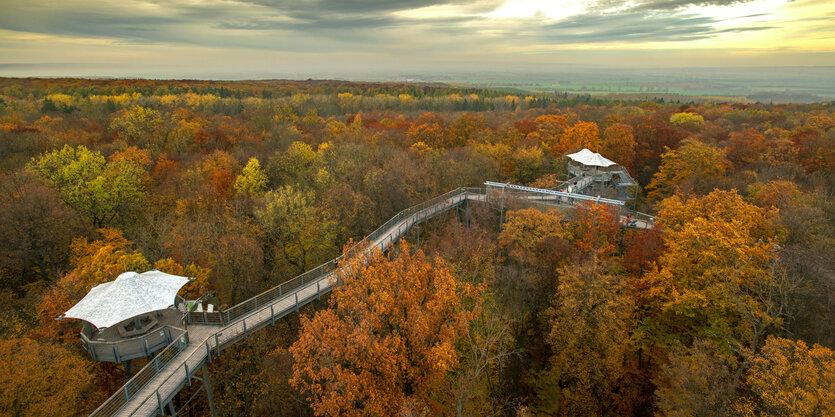 herbstlich gefärbter Wald und ein Baumkronenpfad