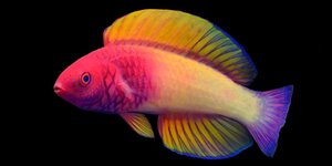 Ein bunter Fisch vor schwarzem Hintergrund. Der Kopf ist Rot, die Mitte orange und gelb im Farbverlauf. Der Schwanz ist lila.