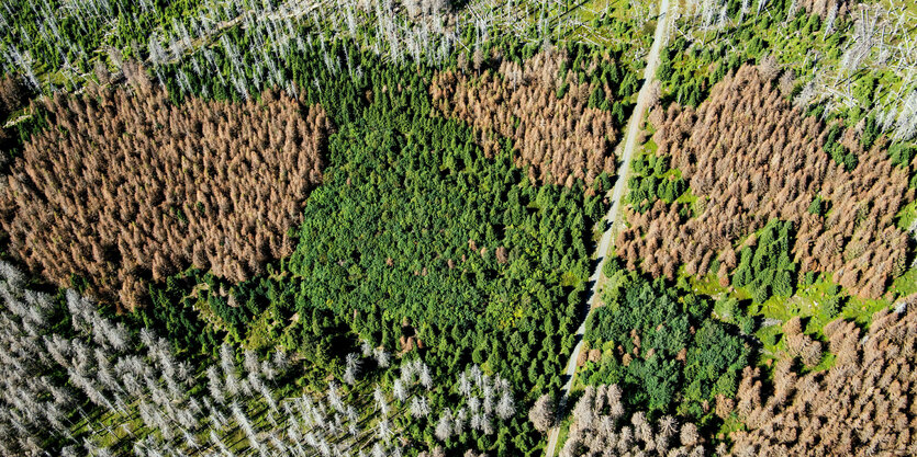 Luftaufnahme: vertrocknete braune Flächen vertrockneter Bäume neben grünen Flächen und völlig abgestorbenenen grauen Flächen