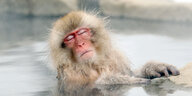 Ein Affe mit geschlossenen Augen im Wasser