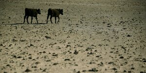 Kühe in einer vertrockneten Landschaft Argentiniens