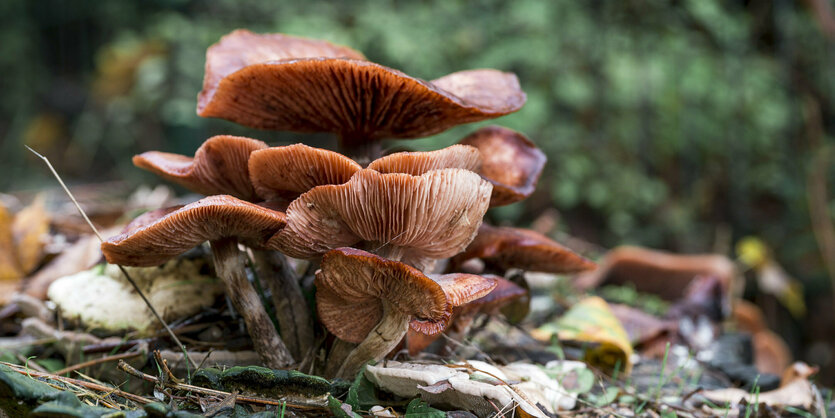 Das Bild zeigt Lamellenpilze auf dem Waldboden