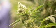Cannabispflanzen wachsen in einem Blüteraum eines Pharmaunternehmens