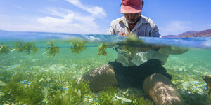 Ein Mann kniet im Wasser, er zieht algen auf einer Schnur auf