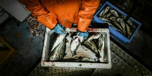 Ein Fischer in Ölzeug schneidet Fische auf, die in einer Kiste liegen