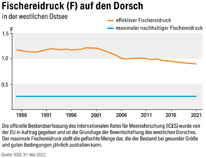 Grafik: der Fischereidruck auf den Dorsch ist seit 1986 leicht zurück gegangen, doch er ist immer noch vier mal höher als nachhaltig wäre.