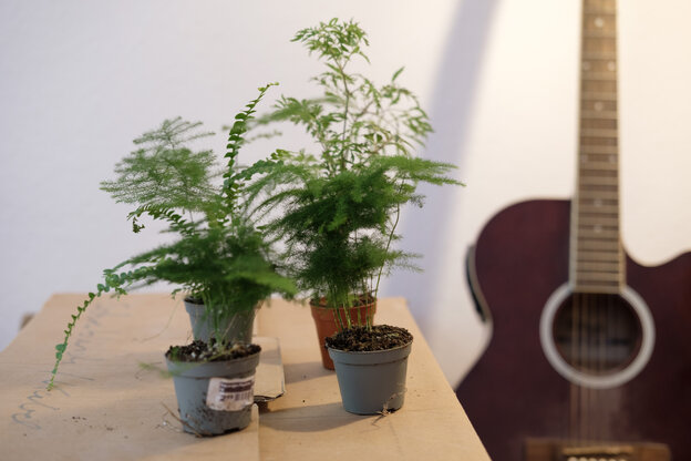 Ferns are in seed pots on a box, and a guitar is leaning against it