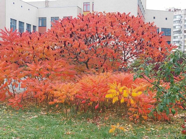 Die Blätter eines Essigbaums leuchten in herbstlichen Farben