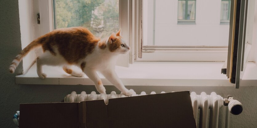 Katze spaziert über eine Heizung