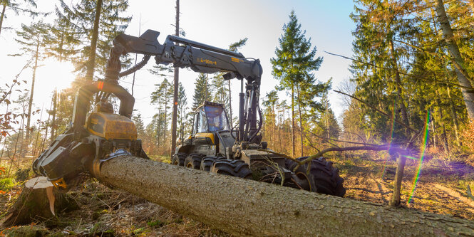 Ein Harvester zersägt einen umgestürzten Baum.