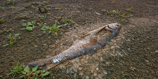 toter Fisch auf Strand