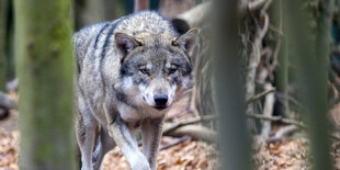 Ein Wolf läuft durch ein Außengehebe mit Bäumen und Laub